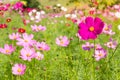 TheÃ¢â¬â¹ Cosmos Flower field with blue sky,Cosmos Flower field blooming spring flowers season Royalty Free Stock Photo